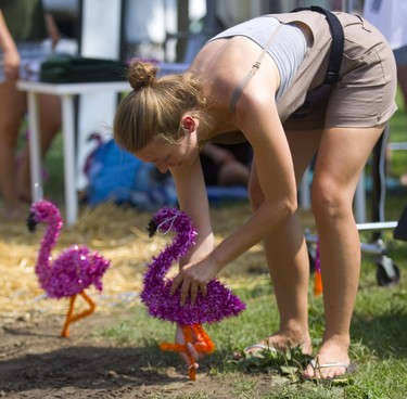 Flamingos must go in before the show can go on in London, Ont.. Kristel Mansilla carefully places flamingos in front the clothing booth as Sunfest on Thursday. (Mike Hensen/The London Free Press)