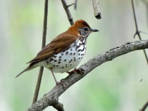 The wood thrush is a species at risk in Ontario and its status across Canada is threatened. This thrush and other at-risk birds could benefit from the renewed focus on bird-conservation issues through 2018, the Year of the Bird.