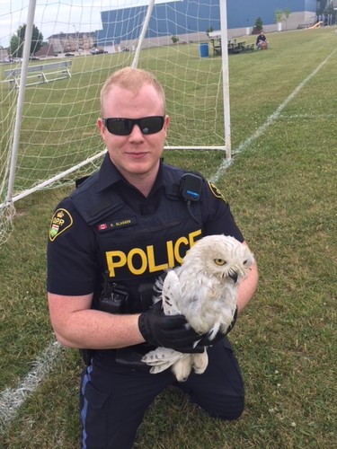 Provincial Constable Ron Klassen with the snowy owl.