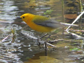The prothonotary warbler has been designated both federally and provincially as a species at risk because of a loss of forested swamp habitat. ( PAUL NICHOLSON/SPECIAL TO POSTMEDIA NEWS)