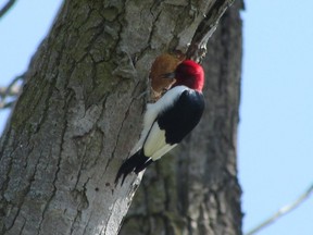 Because the red-headed woodpecker is a species at risk under law, a recovery strategy has been developed and implemented.  (PAUL NICHOLSON /SPECIAL TO POSTMEDIA NEWS)