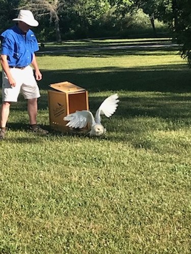 Snowy owl being released into the wild by Brian Salt from Salthaven.