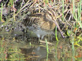 Shorebirds are the first of our fall migrants to head south. A well-camouflaged Wilson’s snipe was seen recently at the West Perth Wetlands in Mitchell.         (PAUL NICHOLSON/SPECIAL TO POSTMEDIA NEWS)