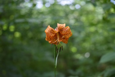 Wood lilies are a common site in Pinery Provincial Park. Lilies are one of many flowers seen on the Hickory Trail boasting a rich diversity of plants on its .9 km path along the floodplain of the Old Ausable Channel. 

BARBARA TAYLOR/THE LONDON FREE PRESS