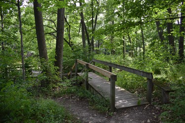 Pinery Provincial Park's Hickory Trail boasts a rich diversity of plants on its .9 km path and boardwalks.

BARBARA TAYLOR/THE LONDON FREE PRESS