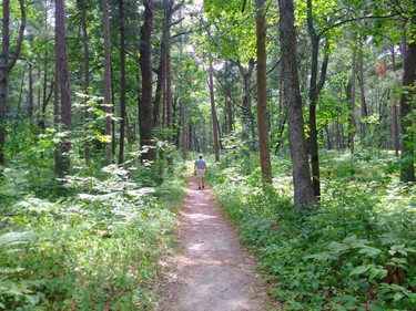 Pinery Provincial Park's Hickory Trail boasts a rich diversity of plants on its .9 km path.

BARBARA TAYLOR/THE LONDON FREE PRESS
