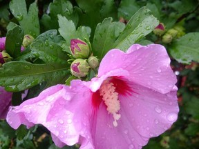 Sprinklers should be operating long enough to allow the water to penetrate deep into the soil. Drip soaker hoses are ideal because they can be wound around plants in the spring and covered in mulch to keep the moisture in the soil. Postmedia news file photos