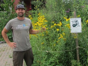 Field biologist Lucas Foerster created a monarch butterfly way station habitat at his home in Old South London. An array of native plants including three species of milkweed attracts butterflies and bird species to the neighbourhood.         PAUL NICHOLSON/SPECIAL TO POSTMEDIA NEWS