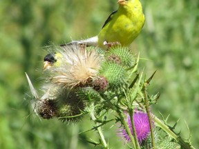 American goldfinches can be seen in good numbers through the late summer feeding on thistle plants.    
(PAUL NICHOLSON/SPECIAL TO POSTMEDIA NEWS)