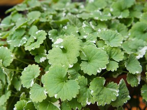 Creeping Charlie growing in your yard, like other weeds, is a sign of poor soil health. (Getty Images)