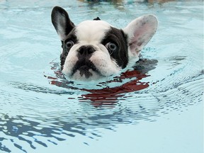 Two Pooch Plunges celebrate the dog days of summer this weekend. There’s sun, fun, music and prizes Saturday from 10 a.m. until noon at the St. Marys Quarry, 425 Water St. S., St. Marys. The $3 admission fee benefits the Stratford-Perth Humane Society. On Sunday, the fun’s at Stronach Pool, 1221 Sandford St., London. Dogs 30 lb. and under only have the pool from noon to 12:45 p.m. with all dogs sessions 12:55-1:40 p.m., 1:50-2:35 p.m. and 2:45-3:30 p.m. Tickets are $5 for London Dog Owners’ Association members and $10 for non-members. Register at eventbrite.ca. Proceeds go to Second Chance Auction Animals Rescue. (DAVID BLOOM photo)