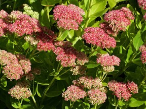 Flowering stonecrop - sedum live-forever - orpine - livelong (Sedum telephium cultivar Autumn Joy) (Photo by Cuveland/ullstein bild via Getty Images)