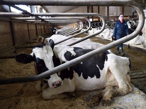 Dairy cows rest at a farm in Eastern Ontario on Wednesday, April 19, 2017. Two of Donald Trump's top lieutenants are turning up the heat on the Trudeau government to open up its protected supply-managed dairy industry as Canada returns to the NAFTA bargaining table.