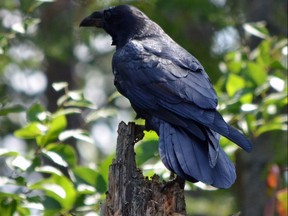 Ravens are common in Algonquin Provincial Park through the year. Although the bird is similar to a crow, its thick beak, shaggy throat, wedge-shaped tail, and croaky vocalizations set it apart.