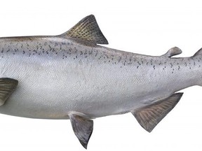 Chinook salmon is a species that lives part of its life cycle in the high seas. (Getty Images)