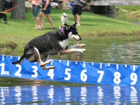 Abby, owned by Michele Kitson and Andrew Box, soars through the air during the dock diving competition at Pawlooza. The dog festival celebrated its tenth year on Saturday. (Shannon Coulter / The London Free Press)