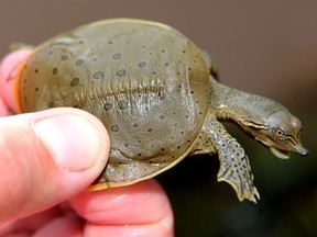 A hatchling spiny softshelled turtle at the Thames River (File photo)