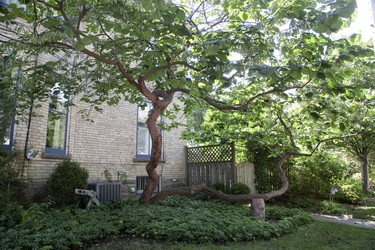 Wonderful to see some ingenuity at 486 Dufferin Ave., London where a stump has been placed to support a wayward branch.  (Derek Ruttan/The London Free Press)