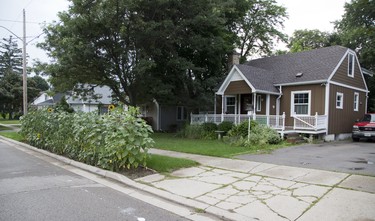 Sunny side of the street: A tip of our gardening hat 
to Haydn and Susan Jensen 
for creating country curb appeal 
in the city by planting sunflowers 
on the boulevard of their home 
at 36 Lambeth Ave. in London. (DEREK RUTTAN, The London Free Press)