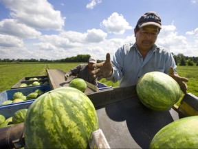 With a practiced thump, Cipriano Hernandez checks the quality of each watermelon as it's picked just west of Komoka. The watermelon harvest is going well, but farm owner Peter Gubbels said "we need it to stop raining" as their melons are absorbing too much water and splitting. "We could still hit a decent average yield," Gubbels said, but agreed that two weeks ago before the recent deluge the crop looked great, "but that's why they say, 'Don't count your chickens before they hatch.'"  Mike Hensen/The London Free Press/Postmedia Network