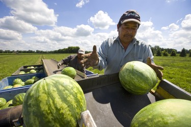 With a practiced thump, Cipriano Hernandez checks the quality of each watermelon as it's picked just west of Komoka. The watermelon harvest is going well, but farm owner Peter Gubbels said "we need it to stop raining" as their melons are absorbing too much water and splitting. "We could still hit a decent average yield," Gubbels said, but agreed that two weeks ago before the recent deluge the crop looked great, "but that's why they say, 'Don't count your chickens before they hatch.'" Photo taken Aug. 13, 2018. Mike Hensen/The London Free Press/Postmedia Network