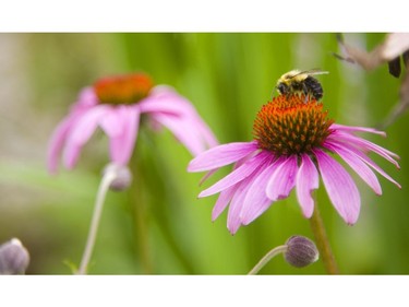 Cone flowers lure a bumble bee with their striking colours and hues at the home of Londoner Jo-Ann McIntyre. Mike Hensen/The London Free Press/Postmedia Network