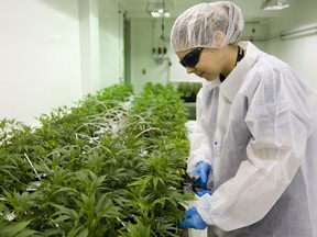 Jenny Kirby of Indiva works her way through a row of small marijuana plants at their facility in London, Ont. Marijuana producers across the country are going on hiring binges as they expand in preparation for the drug's legalization on Oct. 17. Indiva, a London-based licensed producer, plans to double its staff over the next year, the company says.  Mike Hensen/The London Free Press/Postmedia Network