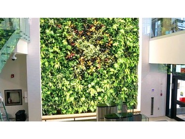 Interior amenities at the seven-storey, 10,500 sq. m downtown Fanshawe College complex include this living wall. (MIKE HENSEN, The London Free Press)