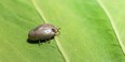 Asian longhorned tick