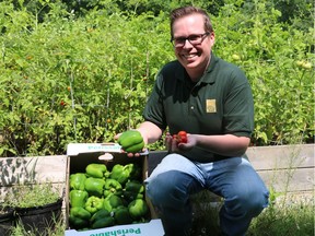 Mike Bloxam holds some freshly picked grape tomatoes and newly arrived green peppers in the London Food Bank's Community Garden. First started in 2015, the garden grows tomatoes, green beans, eggplants and more to be donated in food bank hampers. Bloxam is known as the "fresh food guy" at the food bank as he coordinates the arrival of perishable food items to the food bank. (SHANNON COULTER, The London Free Press)