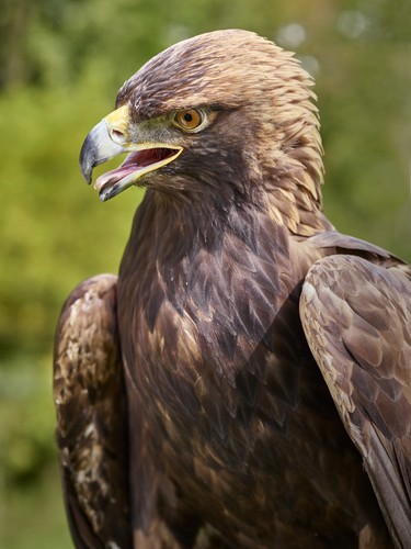 There are bonus photo opportunities with a variety of birds of prey, small animals and reptiles on display for the day.