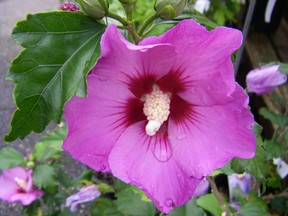 rose of sharon