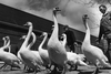 Swans march toward the Avon River, spring of 1976.