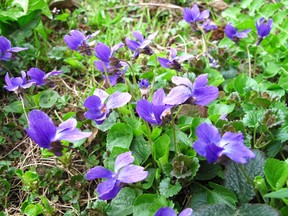 wild-violets