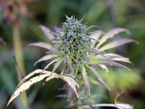 Hemp farmers will be able to sell the flowers from their plants beginning Oct. 17, when Canada legalizes recreational marijuana. (Canadian Press file photo)