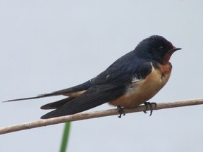 Our barn swallows have spent the last month fattening up on insects in advance of a month-long migration to Argentina that commences now.         (PAUL NICHOLSON/SPECIAL TO POSTMEDIA NEWS)