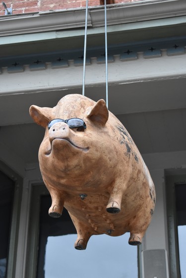 Yes, pigs do, sort of, fly in  Fort Collins' fun downtown.

BARBARA TAYLOR/THE LONDON FREE PRESS