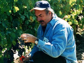 Visitors try their hand at picking grapes on the vine at a Niagara winery. 
(Barb Fox/Special to Postmedia News)