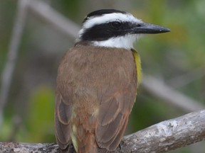 A great kiskadee that was found at Rondeau Provincial Park attracted hundreds of bird watchers from across Ontario and Michigan. (MICH MacDOUGALL/SPECIAL TO POSTMEDIA)