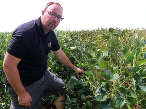 Thamesville-area farmer Mark Huston displays the full pods on his crop of soybeans that have benefitted from both the heat and moisture in August. (ELLWOOD SHREVE, Daily News)