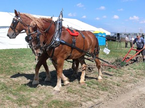 Thamesville resident Nelson Sage and his Belgian draft horse team, Jeff, left, and Nick, demonstrate how to use a one-furrow walking plow on Wednesday, Sept. 5, 2018, during media day at the site of 2018 International Plowing Match and Rural Expo being held near Pain Court in Chatham-Kent. The event is being held Sept 18-22. (Ellwood Shreve/Chatham Daily News)