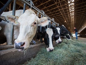 A farmer feeds his dairy cows at Nicomekl Farms, in Surrey, B.C., on Thursday Aug. 30, 2018.