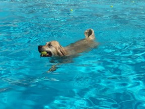 A golden retriever fetches a tennis ball from the Stronach pool during the 12th annual Pooch Plunge. (Free Press file photo)