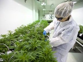 Jenny Kirby of Indiva works her way through a row of small marijuana plants at their facility in London, Ont. (Mike Hensen/The London Free Press)
