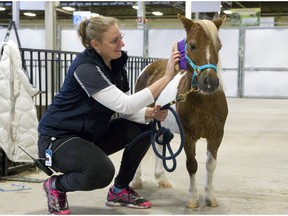 Lindsay Bax treats miniature horse named Blue Ridge Ojibwa, also known as OJ, to a brushing at the Metroland Media Agriplex in London on Monday. OJ is featured in the Horse Breed Showcase, which runs twice a day and three times on Saturday during the Western Fair. Other breeds featured Appaloosa, Tennessee walking horse, American quarter-horse and standardbred. (Derek Ruttan/The London Free Press)