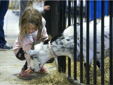 Priscilla MacLennan, 5, of London feeds pellets to a goat at the Metroland Media Agriplex during the Western Fair in London on Monday. (Derek Ruttan/The London Free Press)