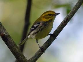 September and May are the best months to see migrating warblers across Southwestern Ontario. This black-throated green warbler was observed recently in one of London's environmentally significant areas. Many warblers have different plummage in the spring and fall. (MICH MacDOUGALL/SPECIAL TO POSTMEDIA NEWS)
