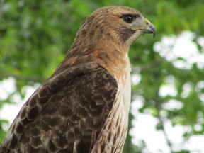 Raptors are some of our most dramatic birds. Broad-winged hawk, sharp-shinned hawk, Northern harrier, and American kestrel are among the first raptor species to head south.