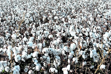 Fields of cotton are omnipresent in some areas of West Texas. This patch, looking a lot like snow to a Canadian is ripe for the picking just outside Lubbock's city limits at Llano Estacado Winery, the second oldest winery in Texas.

BARBARA TAYLOR/THE LONDON FREE PRESS
Lubbock, Texas