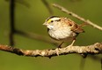 This is a great time of year to be on the lookout for the well-named white-throated sparrow. This particular bird was seen in north London. You may find small flocks of them in brushy areas scratching in leaf litter.
(RICHARD O'REILLY/SPECIAL TO POSTMEDIA NEWS)